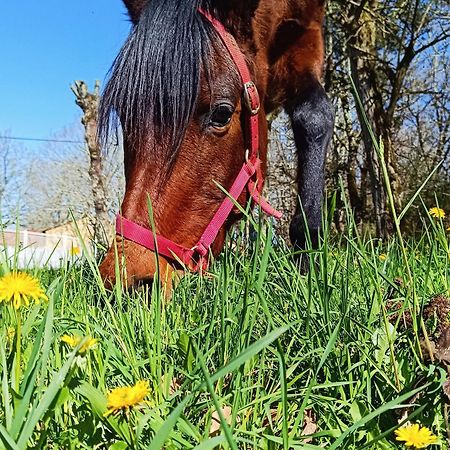 7-Gite-7 Personnes Au Coeur De La Nature /Piscine Saint-Aubin-de-Nabirat Zewnętrze zdjęcie
